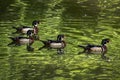 Four Swimming Drake Wood Ducks